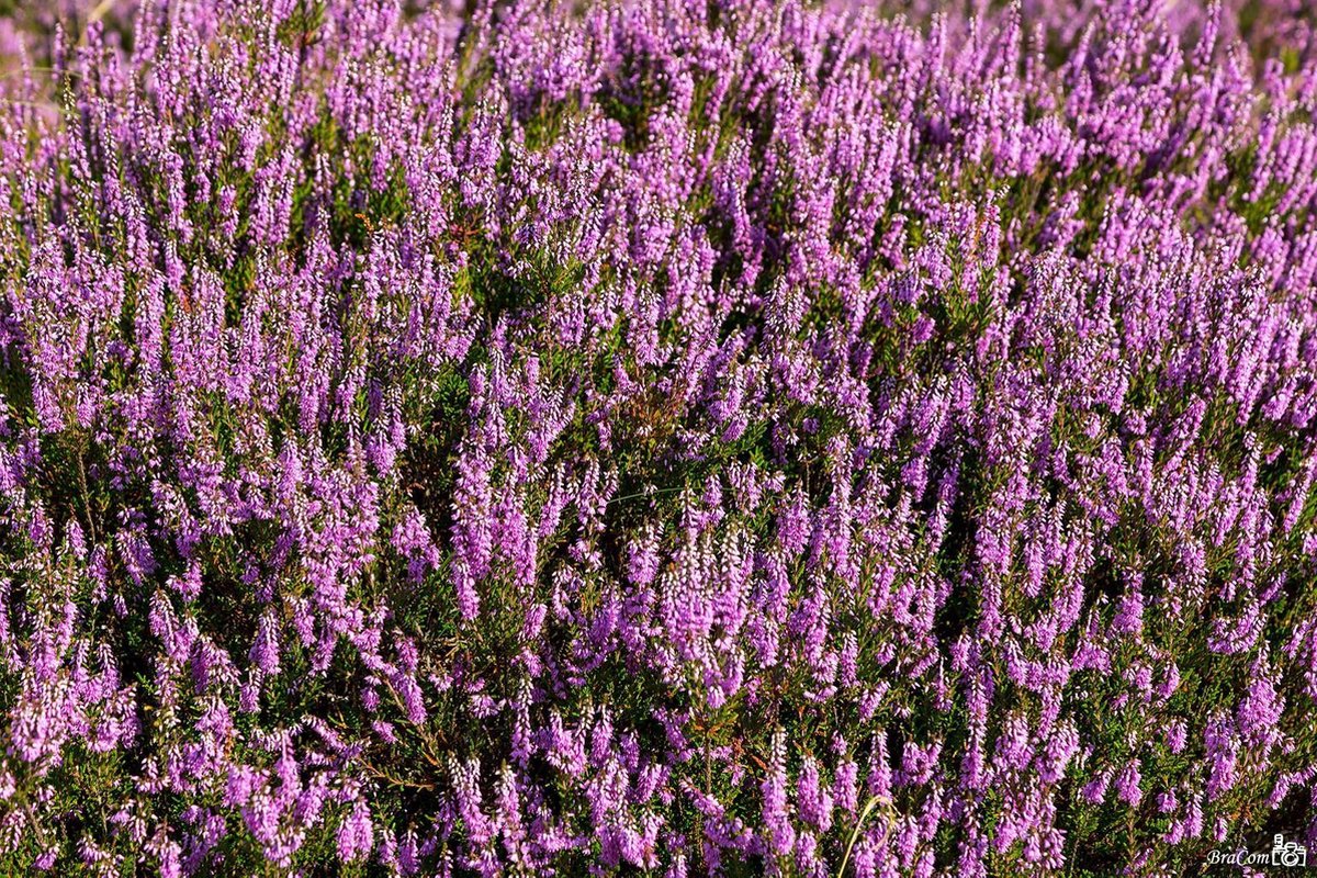Warentuin mix - Tuinturf aarde 40 liter