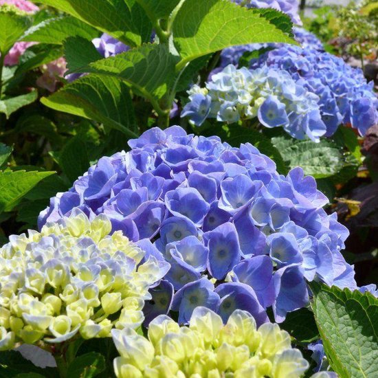Hydrangea Macrophylla 'Bodensee' - Hortensia - 25-30 cm in pot: Struik met grote blauwe of roze bloemschermen, afhankelijk van de bodem.