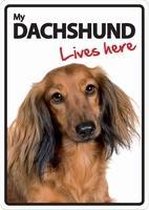 Dachshund lives here