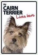 Cairn terrier lives here