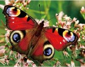 Dieren magneet 3D pauwoog vlinder