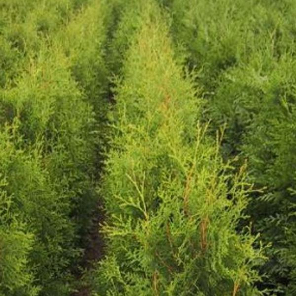 3 x Thuja Occidentalis 'Brabant' - Levensboom 60-80 cm in Pot - 3 stuks voor Een Lopende Meter Privacyhaag