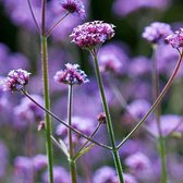 6 x Verbena Bonariensis - IJzerhard in 9x9 cm Pot: Een Vlindervriendelijke, Kleurrijke Tuinplant