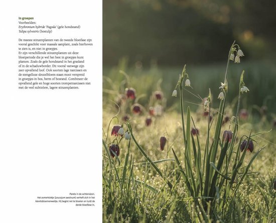 Paarse en witte bloeiende stinzenplanten in een veld met gras.