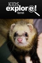 Ferret - Kids Explore