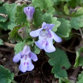 6 x Glechoma Hederacea - Hondsdraf pot 9x9cm