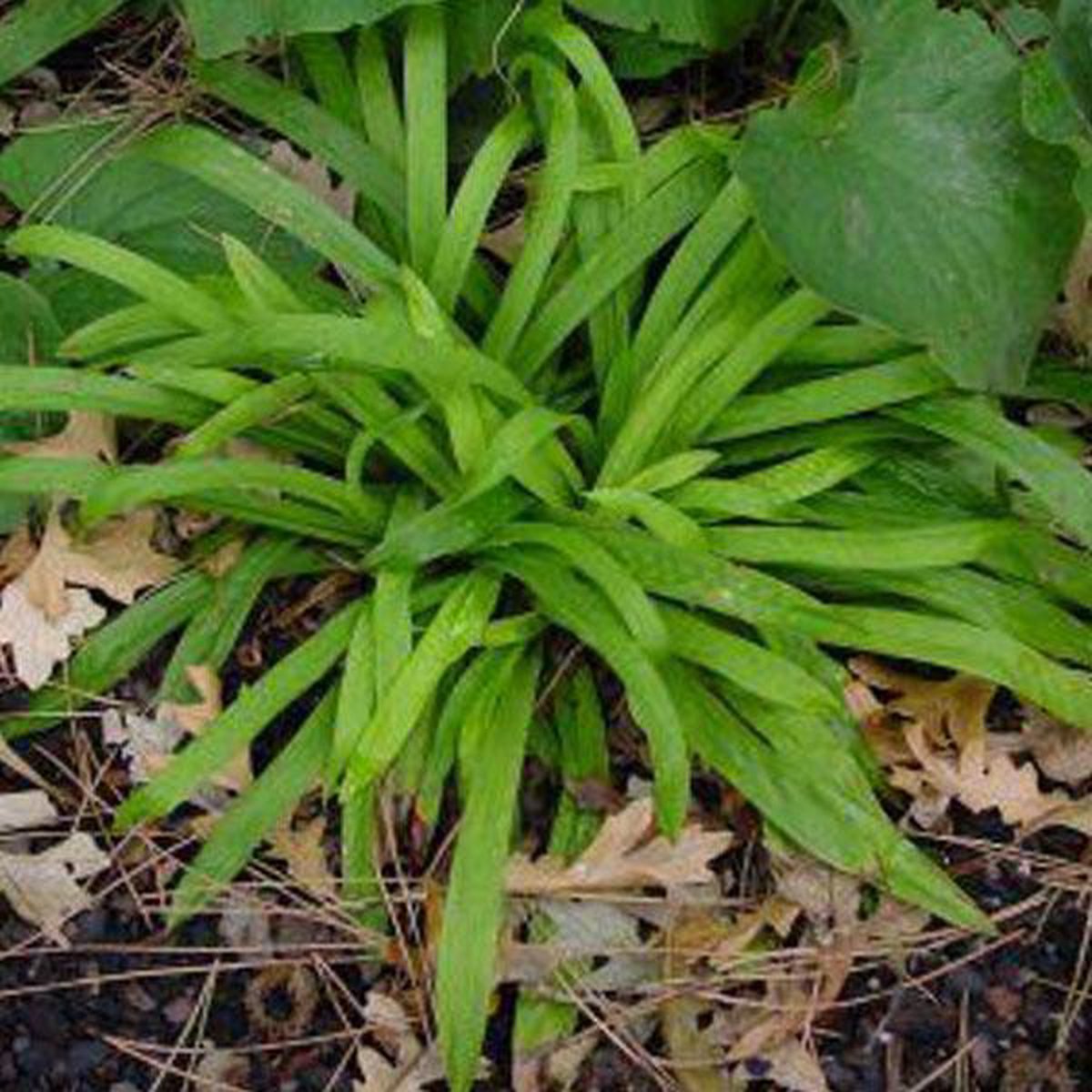 6 x Carex Plantaginea - Breedbladige Zegge pot 9x9cm - Delicate Schoonheid in de Schaduw