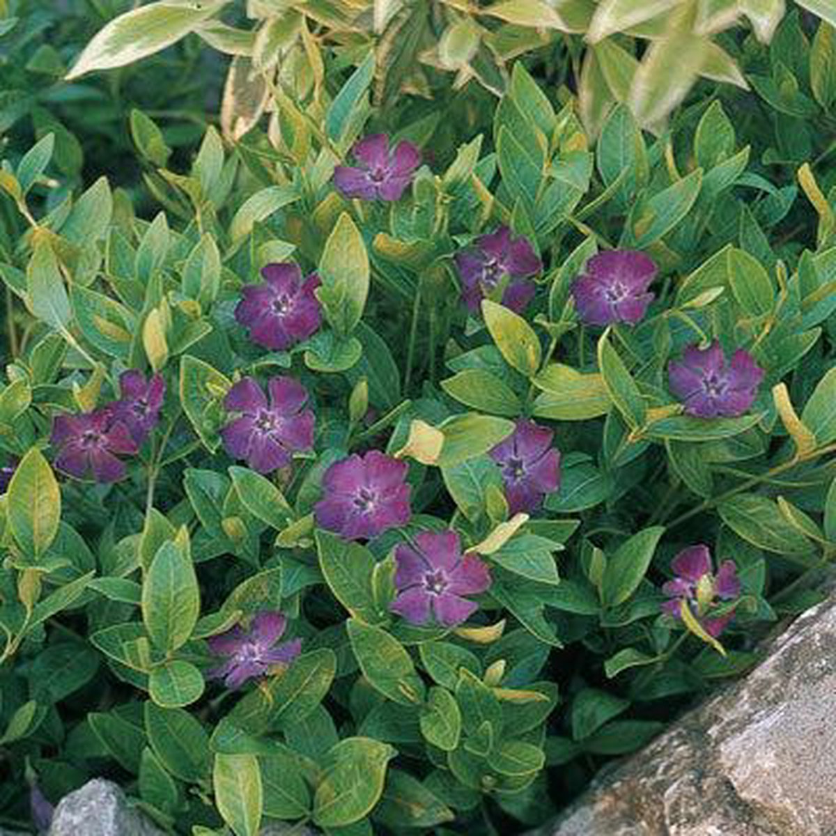 Vinca Minor - Set De 4 - Petite Pervenche - Pot 17cm - Hauteur 25-40cm
