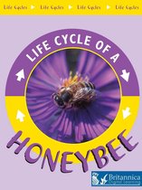 Life Cycles - Honeybee