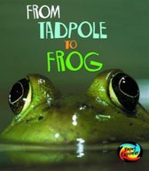 From Tadpole to Frog