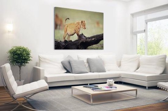 Jeune lion au Kenya Aluminium 90x60 cm - Tirage photo sur aluminium (décoration murale en métal)