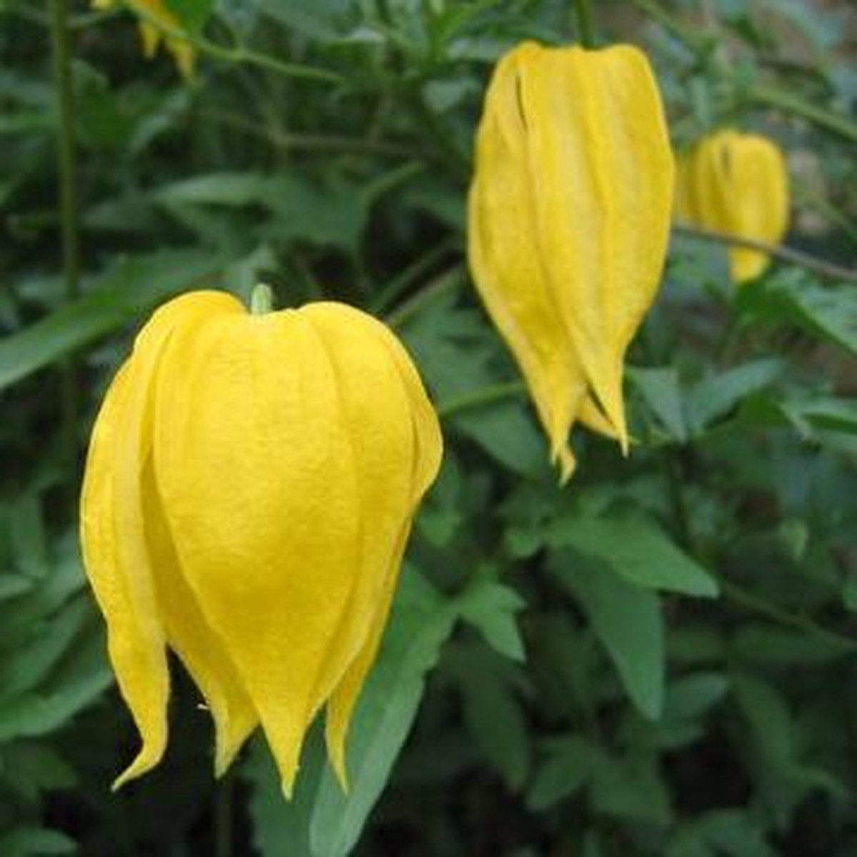 Clematis Tangutica - Klimplant - Geel, Meerjarig en Winterhard | 1,5 liter pot