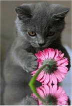 Diamond Painting kat met bloem