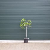 Vijgenboom - Ficus carica 125 - 150 cm  (8 - 10 cm stamomtrek)