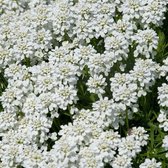 6 x Iberis Sempervirens 'Schneeflocke' - Scheefkelk pot 9x9cm - Sneeuwwitte bloemen, groenblijvend, bodembedekker