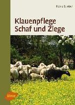 Klauenpflege Schaf und Ziege