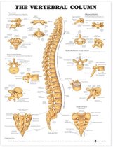 Vertebral Column Anatomical Chart
