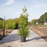 Coniferen ‘Brabant' - ‘Thuja occidentalis Brabant’ per twee meter (5 stuks) 200 - 220 cm totaalhoogte