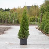 Coniferen ‘smaragd' - ‘Thuja occidentalis ‘Smaragd' per twee meter (5 stuks) 140 - 160 cm totaalhoogte