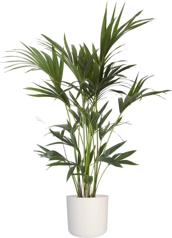 Plant Palm in ELHO b.for soft sierpot (Kentia Palm)
