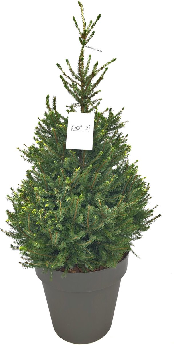 Kerstboom. Deze kerstbomen zijn opgepot met kluit. Kerstboom kant en