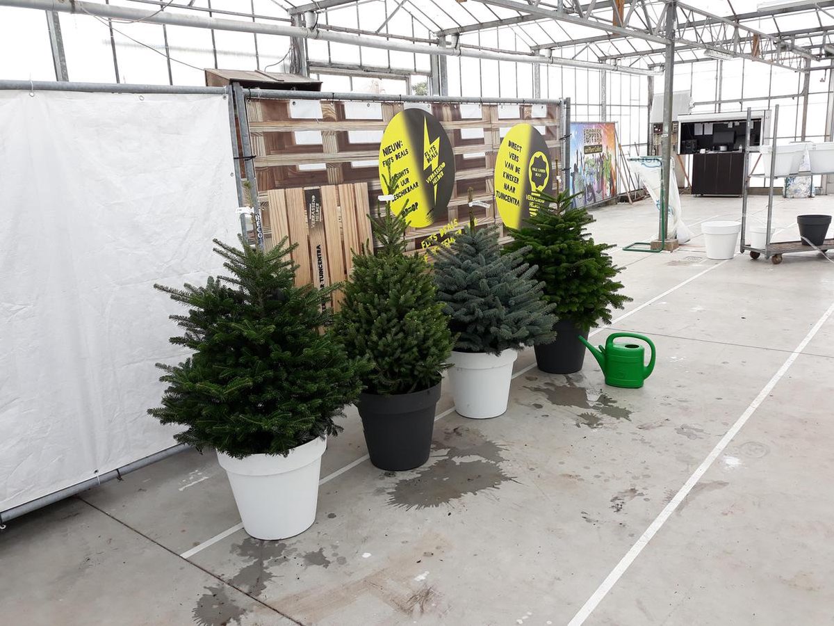 Kerstboom. Deze kerstbomen zijn opgepot met kluit. Kerstboom kant en