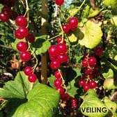 Rode (aal)bes - Ribes rubrum 'Jonkheer van Tets' - 3 stuks