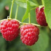 Framboos 'Schönemann' (Rubus idaeus) - Zomerframboos - kleinfruit - fruitstruik - zelf fruit kweken - 3 stuks