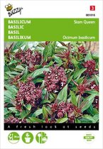 Buzzy zaden - Basilicum Siam Queen - Ocimum basilicum