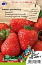 Sluis Garden - Fraise Grandian F1 (gros fruits)