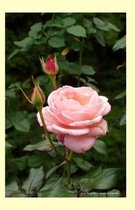 Pink Rose 2014 Weekly Calender