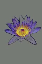 Purple Lotus Journal