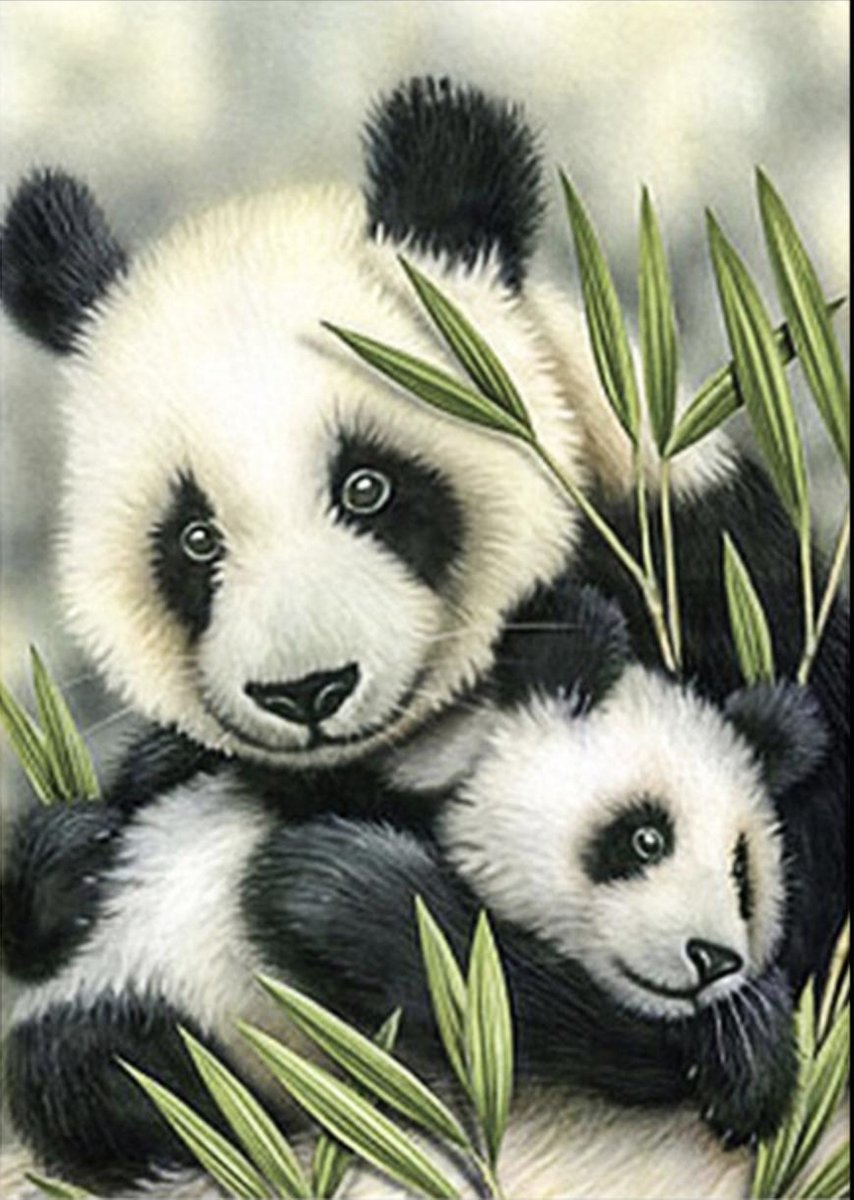 SEOS Shop ® Diamond Painting Pakket Panda's - Volwassenen - 30x40 cm - Vierkant