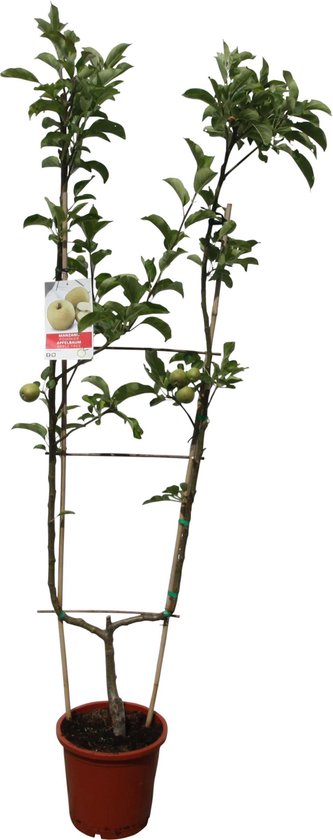 Fruitboom - Appel- U-vorm- 170cm - Golden Delicious | bol.com