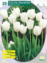 2 stuks Baltus Tulipa Maureen, Enkel Laat per 20
