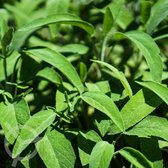 Salie zaden biologisch (Salvia officinalis) 0.5 g