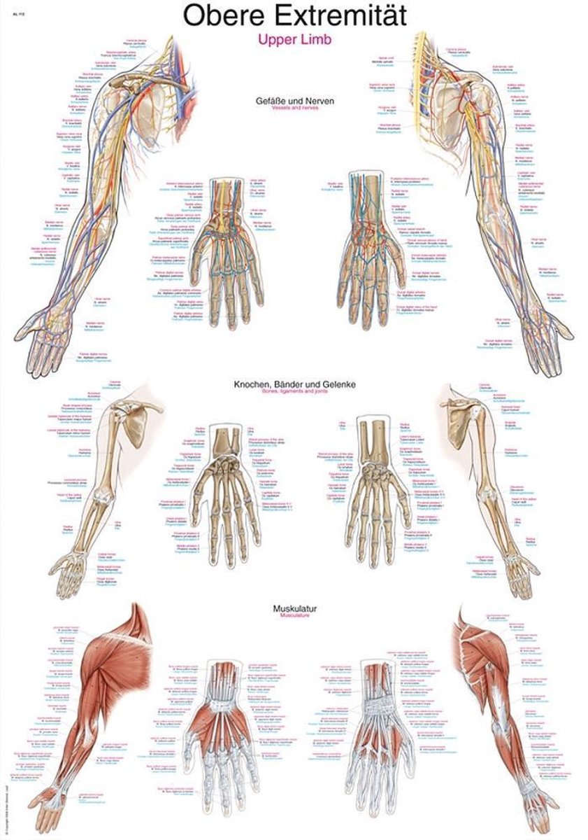 Erler-Zimmer Het menselijk lichaam - anatomie poster bovenste extremiteit (kunststof-folie, 70x100 cm)