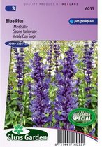 Sluis Garden - Salvia farinacea Blue Plus