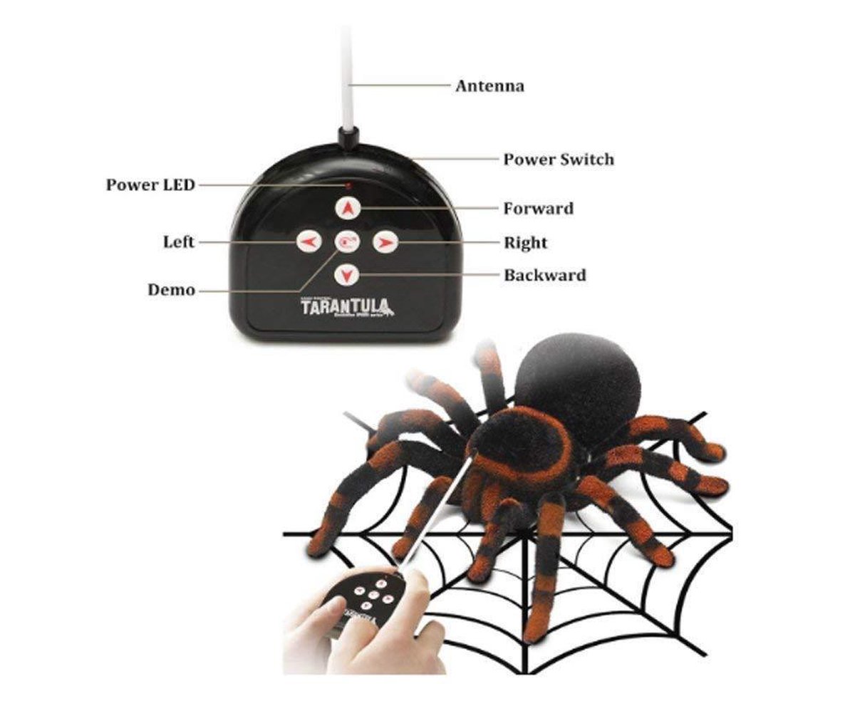 Tarantula gives resident the fright of his life - Animal Hospital and