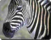 Zebra Muismat