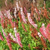 6 x Persicaria Affinis 'Darjeeling Red' - Duizendknoop pot 9x9cm