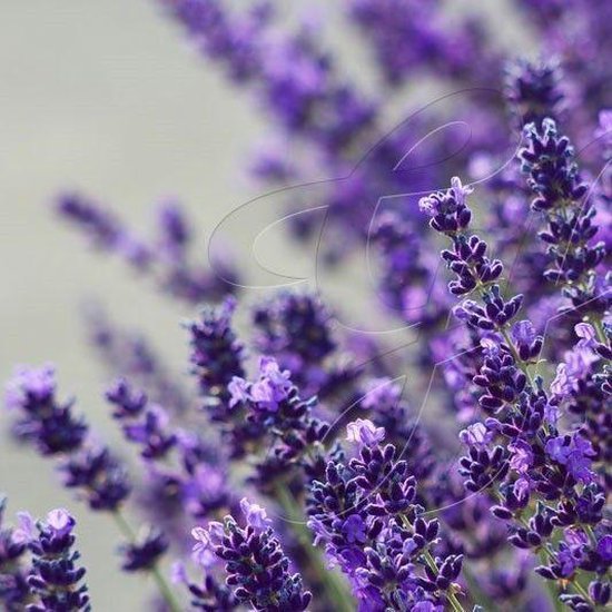 bedenken Susteen cowboy bol.com | 12 x Lavandula angustifolia Rosea - Roze Lavendel 9x9cm in pot  (stuksprijs €2,75)