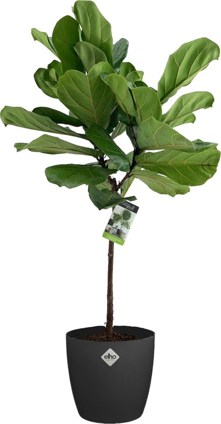 Kunstmatige Topiary Cederbomen, Set Van 2, 914 Mm, Kunstplant, Decoratieve Plant Eenvoudige Montage Voor Decoratie Veranda Buitenterras Tuin Balkon Achtertuin Binnen Kantoor P 010631510266