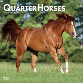 Quarter Horses 2020 - 18-Monatskalender