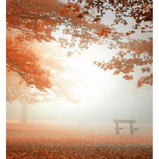 Tether Oppervlakkig Versterken Fotobehang Autumn Forest 240x260 cm - topkwaliteit fotobehang - herfst  bomen behang | bol.com
