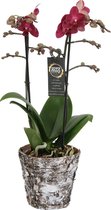 Orchidee van Botanicly – Vlinder orchidee in houten pot als set – Hoogte: 45 cm, 2 takken, rode bloemen – Phalaenopsis Red Lion