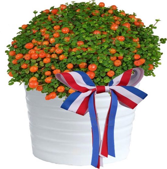 Boven" Lief plantje voor De Oranje Koningsdag Fan. Nertera Granadens 12cm pot... |