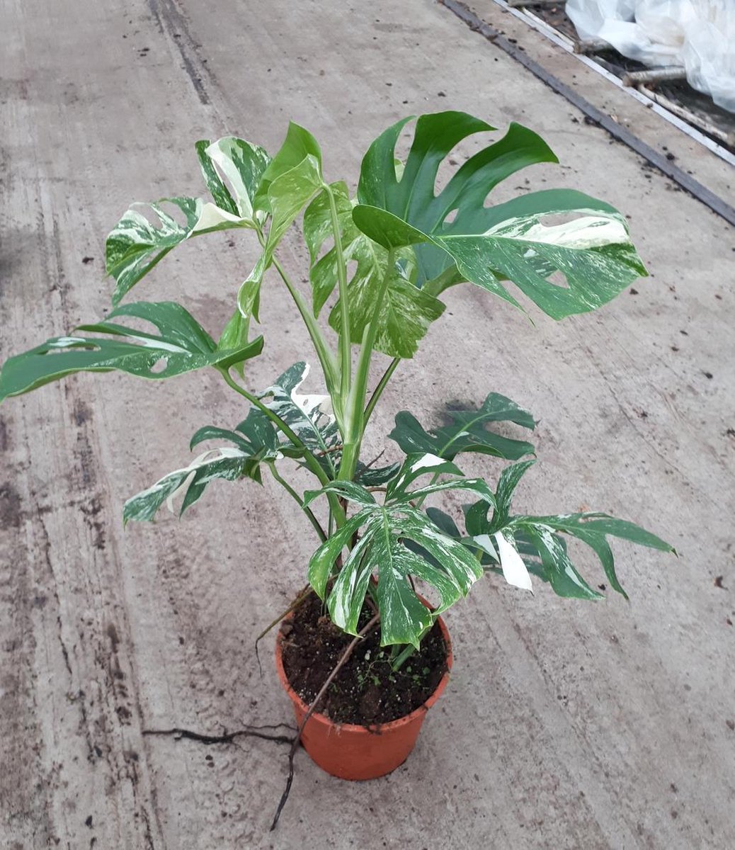 Bonte Monstera Variegata 27cm Kwekers pot Ca. 75cm hoog Zeldzame plant | bol