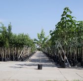 Bomenbezorgd.nl - Amberboom - ‘Liquidambar styraciflua - 200-300 cm totaalhoogte