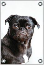 Tuinposter –Pug op Witte Achtergrond – 80x120cm Foto op Tuinposter (wanddecoratie voor buiten en binnen)